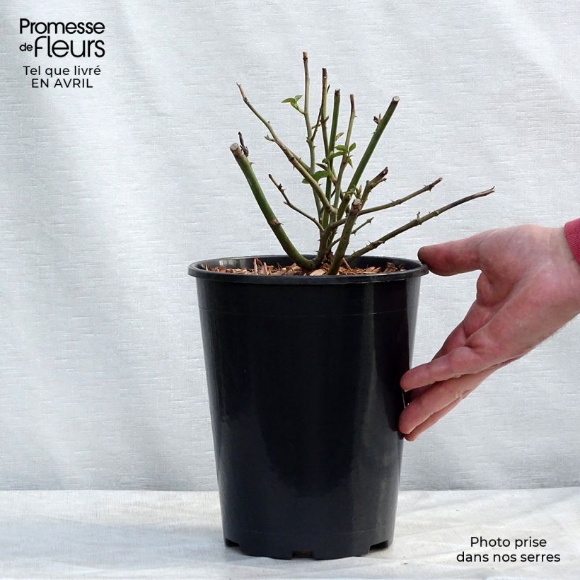 Amostra de Roseira inglesa Claire Austin Vaso de 4 L/5 L tal como entregue na primavera