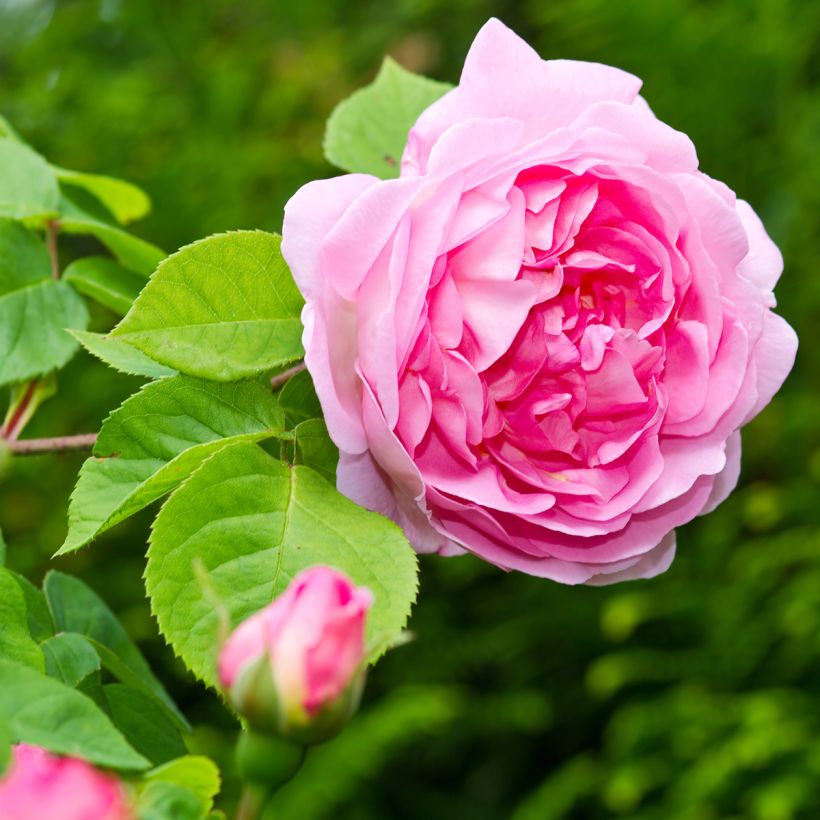 Roseira inglesa Constance Spry (Floração)