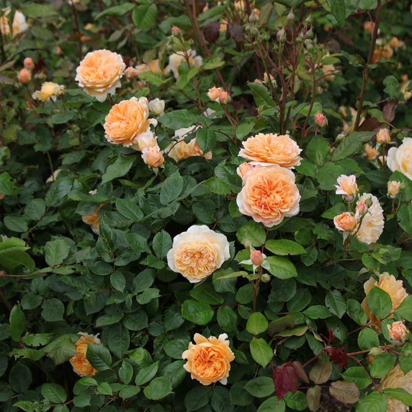 Roseira inglesa Crown Princess Margareta (Hábito)