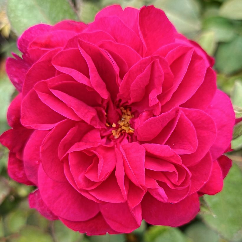 Roseira inglesa Darcey Bussel (Floração)