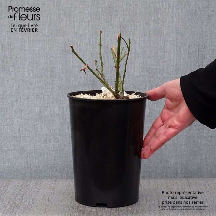 Amostra de Rosier David Austin Darcey Bussel Vaso de 4 L/5 L tal como entregue no inverno