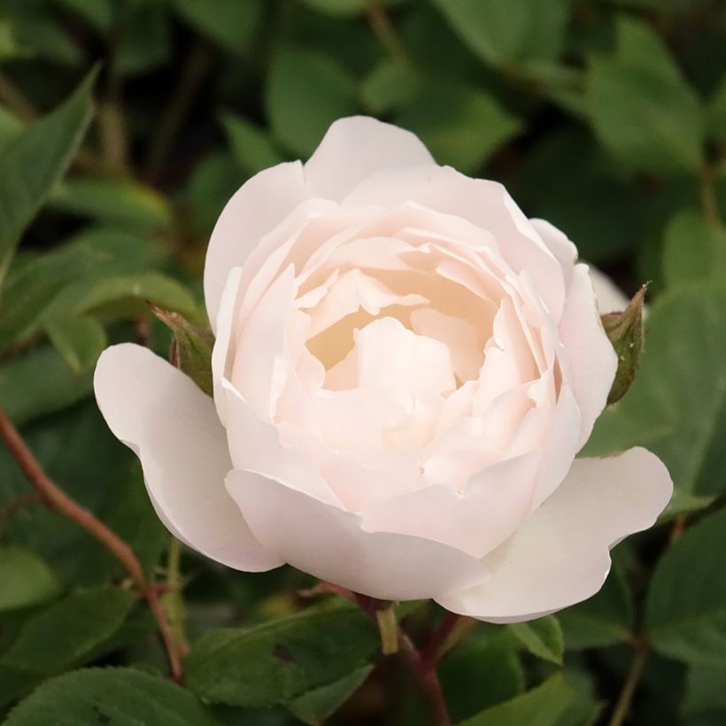 Roseira inglesa Desdemona (Floração)