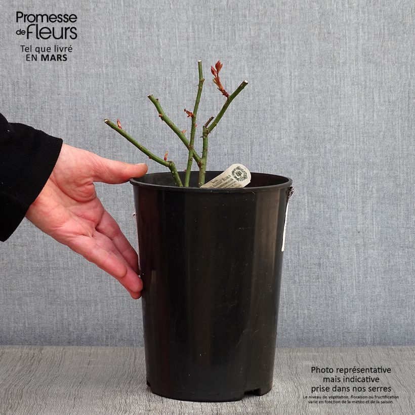 Amostra de Rosier David Austin Eglantyne  Vaso de 4 L/5 L tal como entregue no inverno