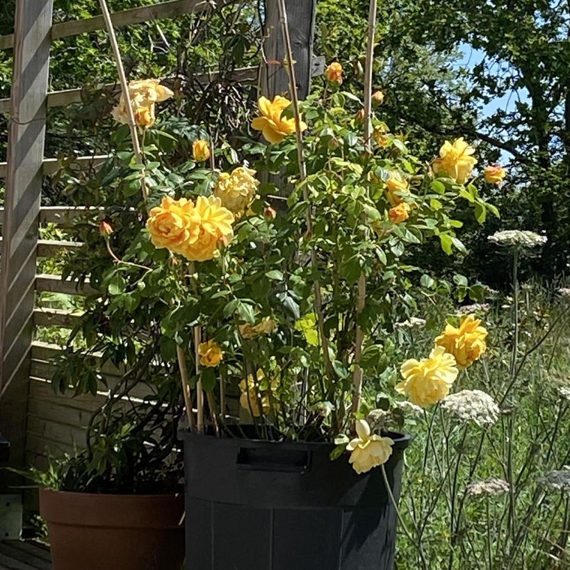 Roseira inglesa Golden Celebration (Hábito)