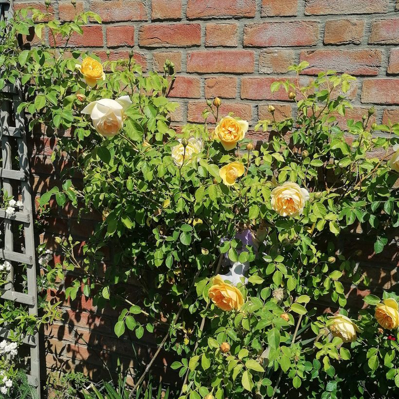 Roseira inglesa Graham Thomas (Hábito)