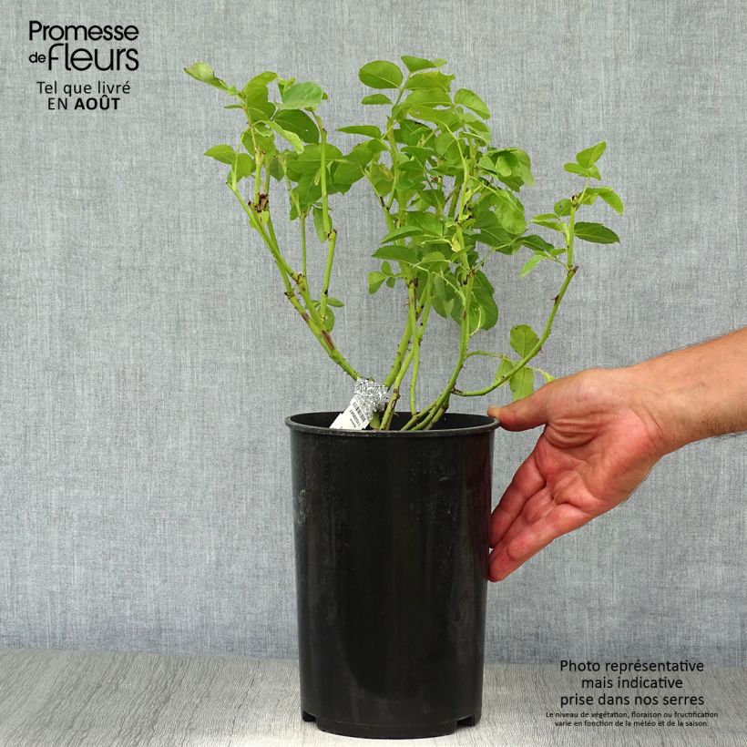 Amostra de Roseira inglesa Graham Thomas Vaso de 4 L/5 L tal como entregue no verão