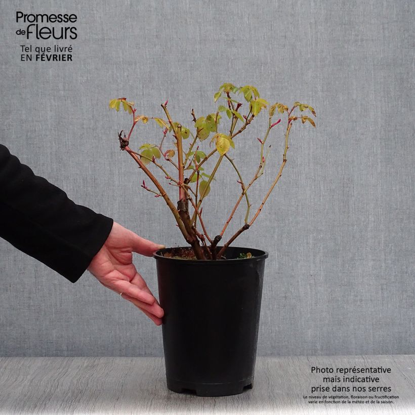 Amostra de Rosier David Austin Graham Thomas  Vaso de 4 L/5 L tal como entregue no inverno