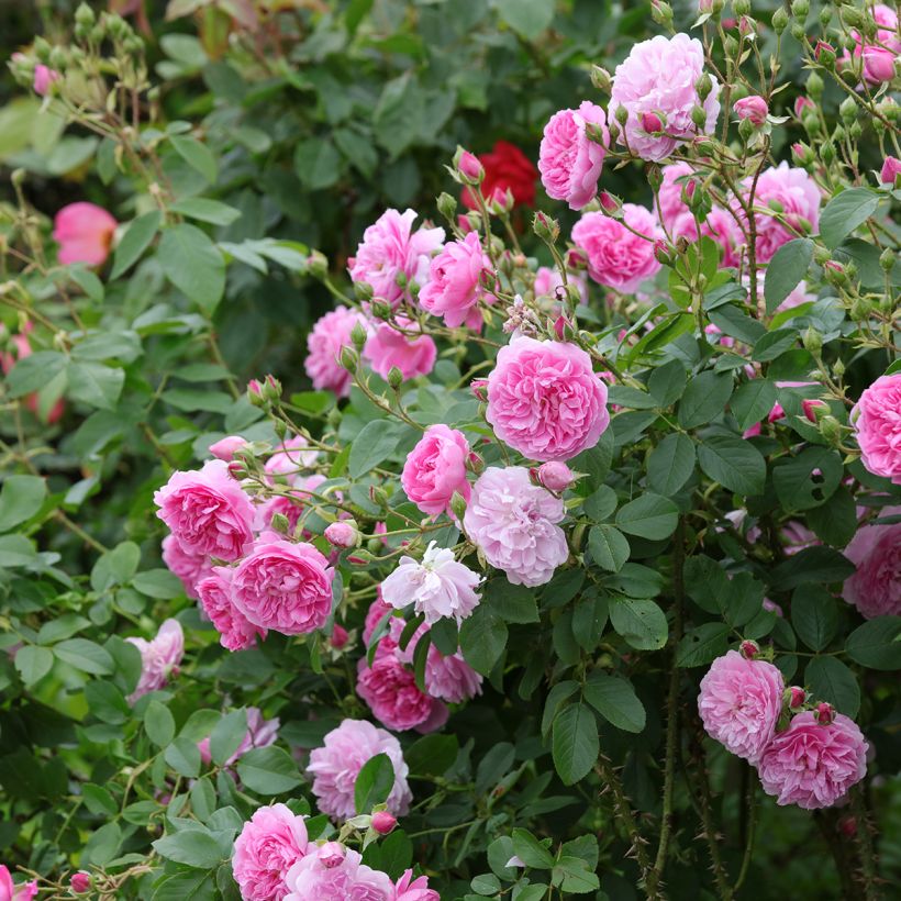 Roseira inglesa Harlow Carr (Hábito)