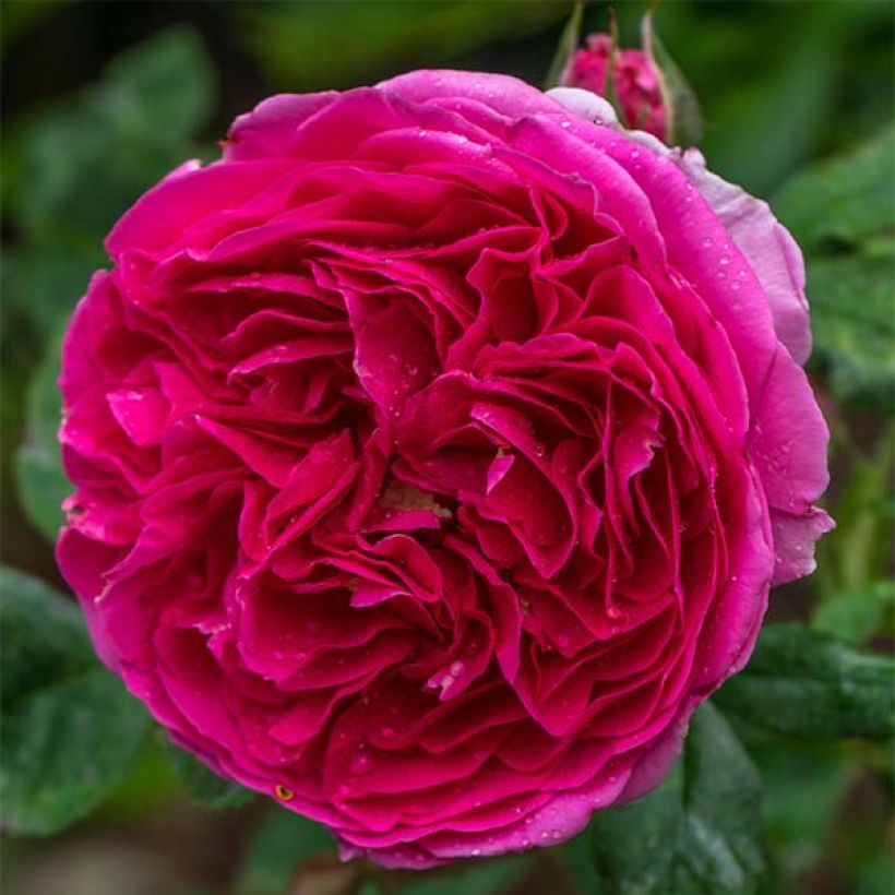 Roseira inglesa Heathcliff (Floração)