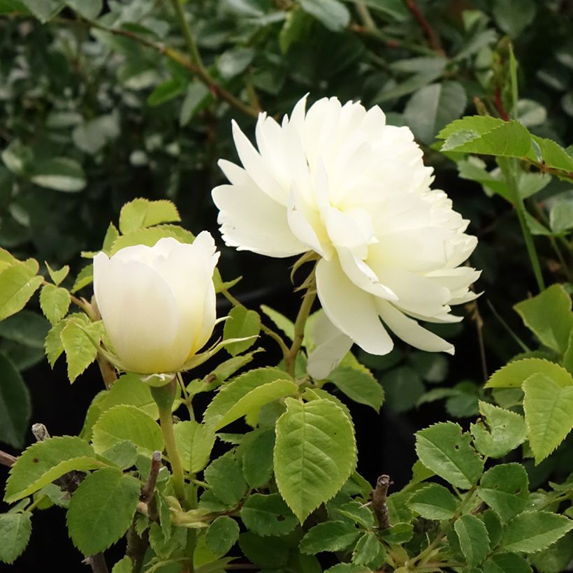 Roseira inglesa Imogen (Floração)