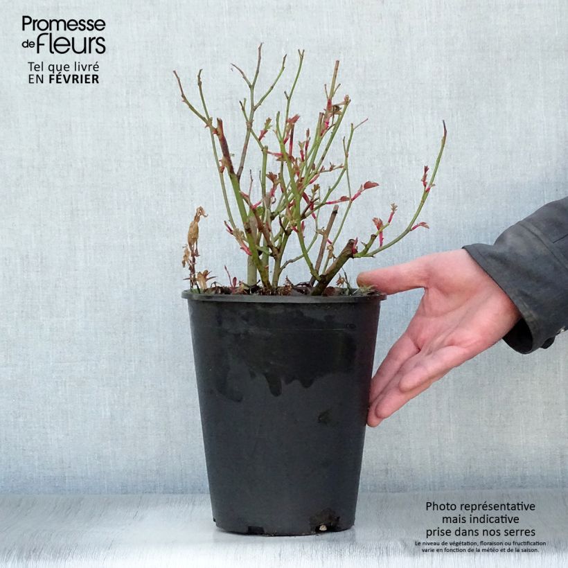 Amostra de Roseira inglesa Kew Gardens Vaso de 3 L/4 L tal como entregue no inverno