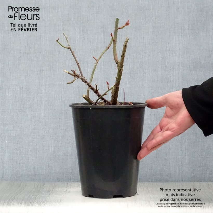 Amostra de Rosier David Austin LD Braithwaite  Vaso de 4 L/5 L tal como entregue no inverno