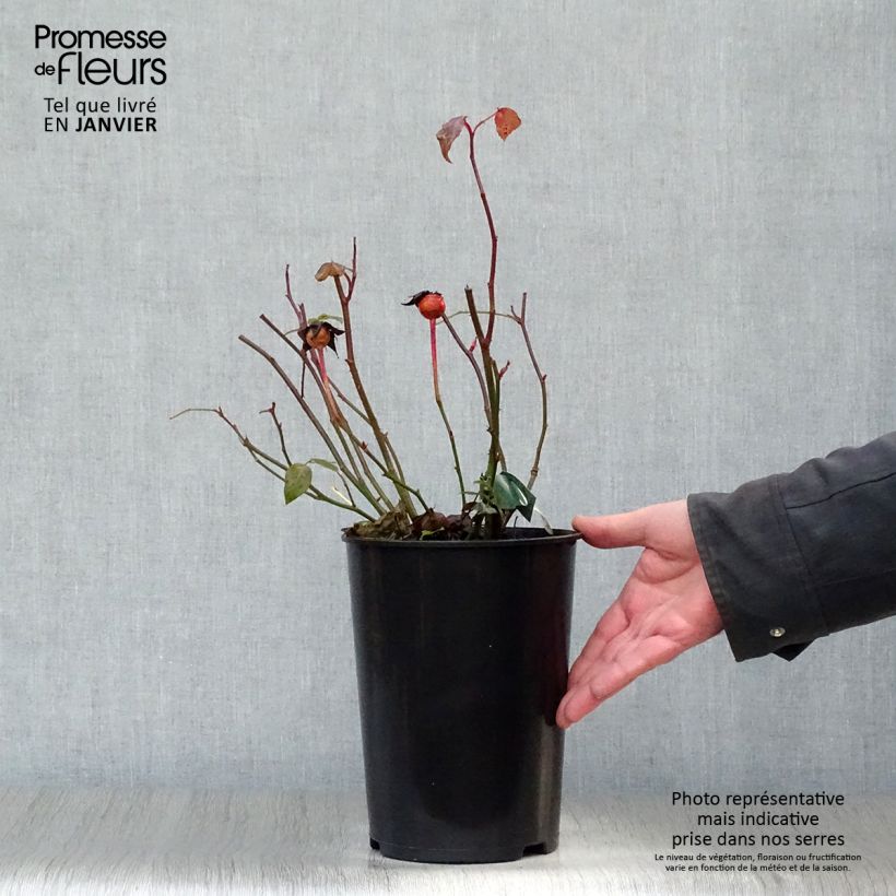 Amostra de Rosier David Austin Lady Emma Hamilton  Vaso de 4 L/5 L tal como entregue no inverno