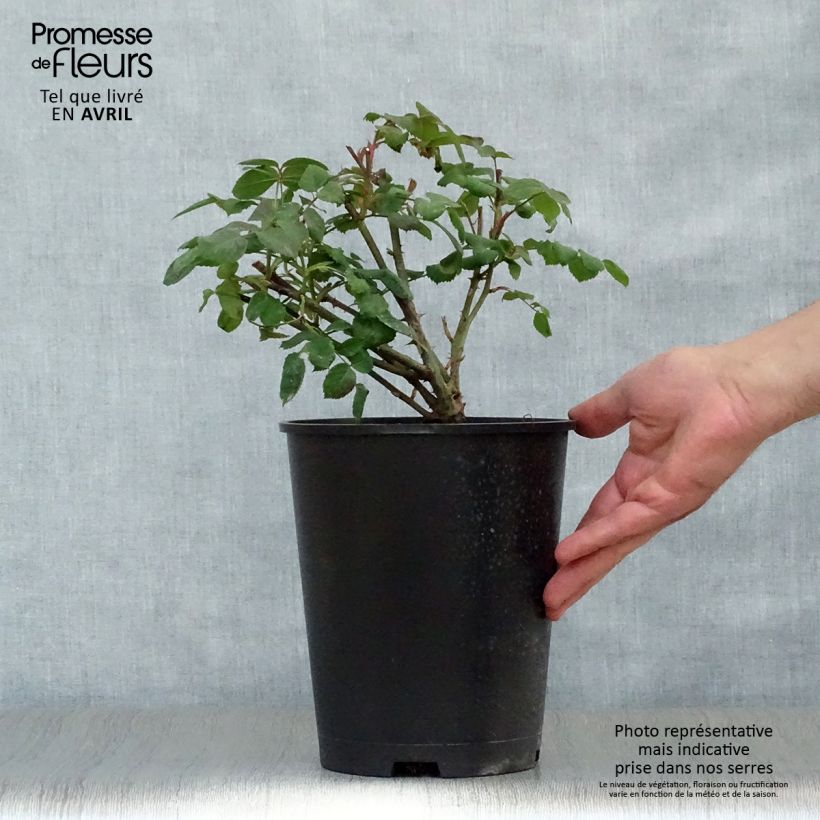 Amostra de Roseira inglesa Lady Emma Hamilton Vaso de 4 L/5 L tal como entregue na primavera