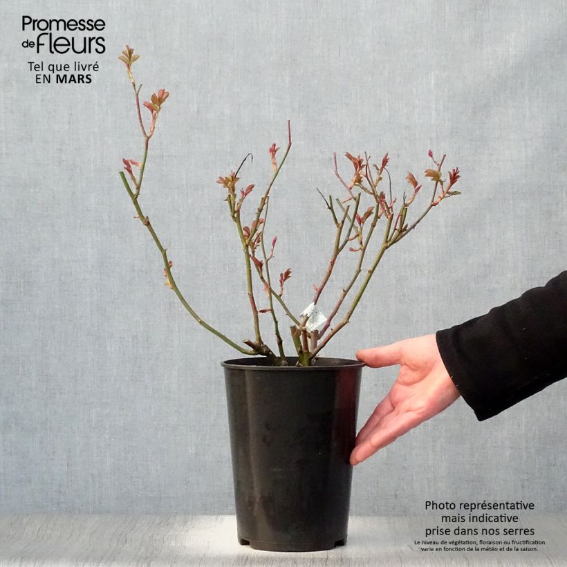 Amostra de Roseira inglesa Lichfield Angel Vaso de 4 L/5 L tal como entregue na primavera