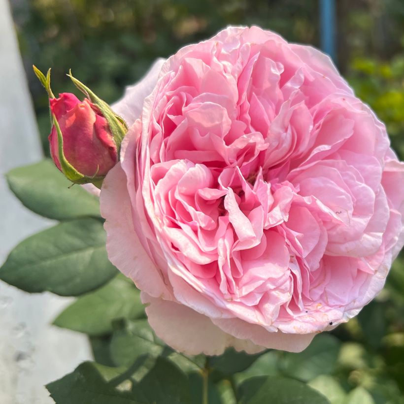 Roseira inglesa Mary Rose (Floração)