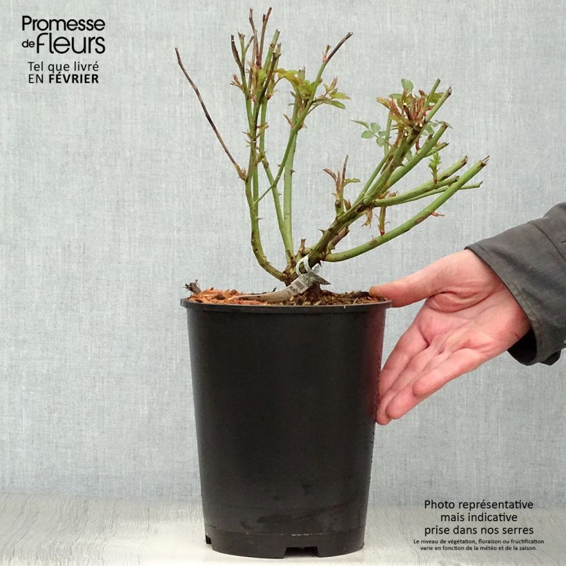 Amostra de Roseira inglesa Molineux Vaso de 4 L/5 L tal como entregue no inverno