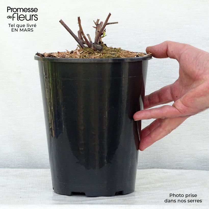 Amostra de Roseira inglesa Olivia Rose Austin Vaso de 4 L/5 L tal como entregue na primavera