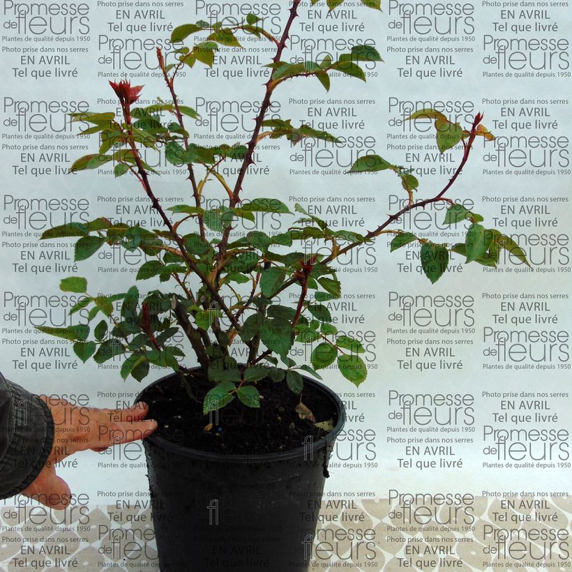 Exemplo de amostra de Rosier David Austin Pat Austin Vaso de 4 L/5 L tal como entregue