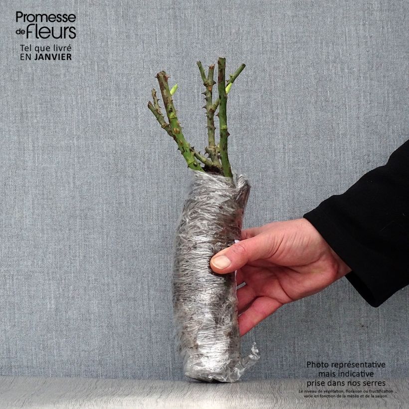 Amostra de Roseira inglesa Princess Anne Raízes nuas em torrão tal como entregue no inverno