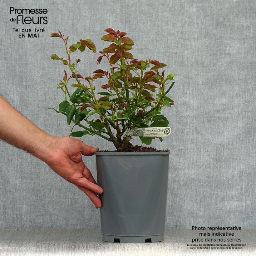 Amostra de Roseira inglesa Roald Dahl Vaso de 4 L/5 L tal como entregue na primavera