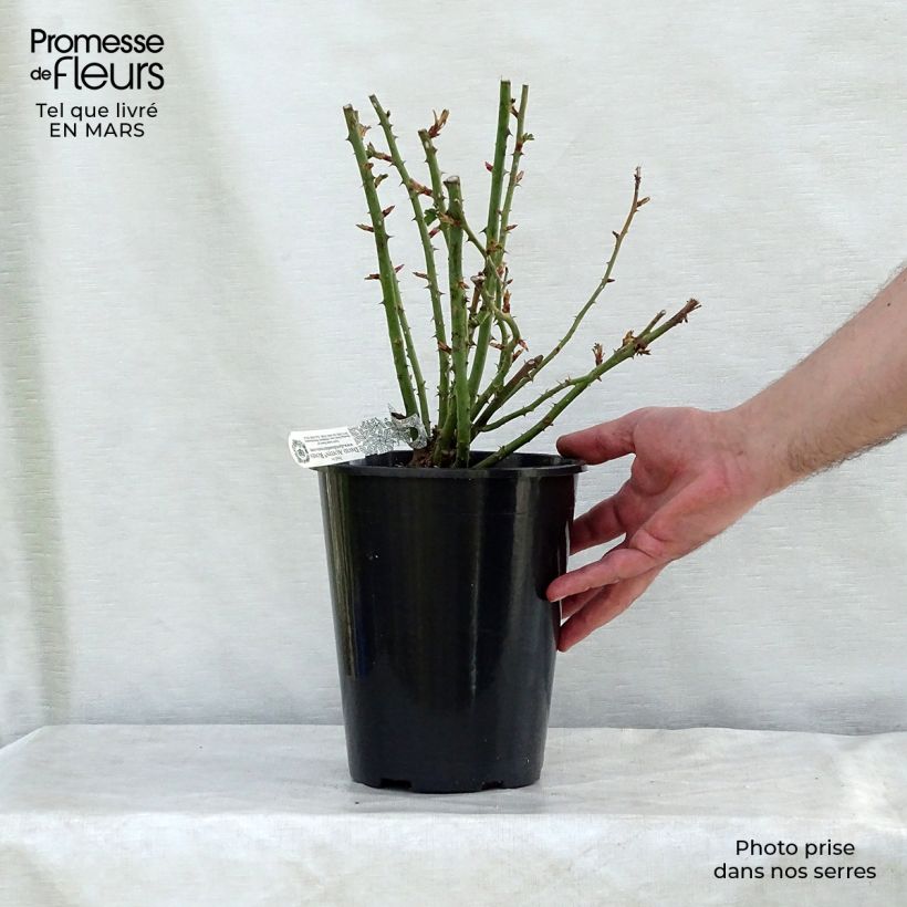 Amostra de Rosier David Austin Royal Jubilee Vaso de 4 L/5 L tal como entregue no inverno