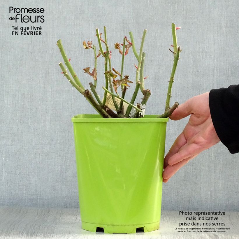 Amostra de Rosier David Austin Sir John Betjeman  Vaso de 4 L/5 L tal como entregue no inverno