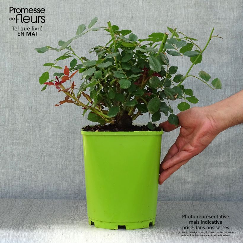 Amostra de Roseira inglesa Sir John Betjeman Vaso de 4 L/5 L tal como entregue na primavera