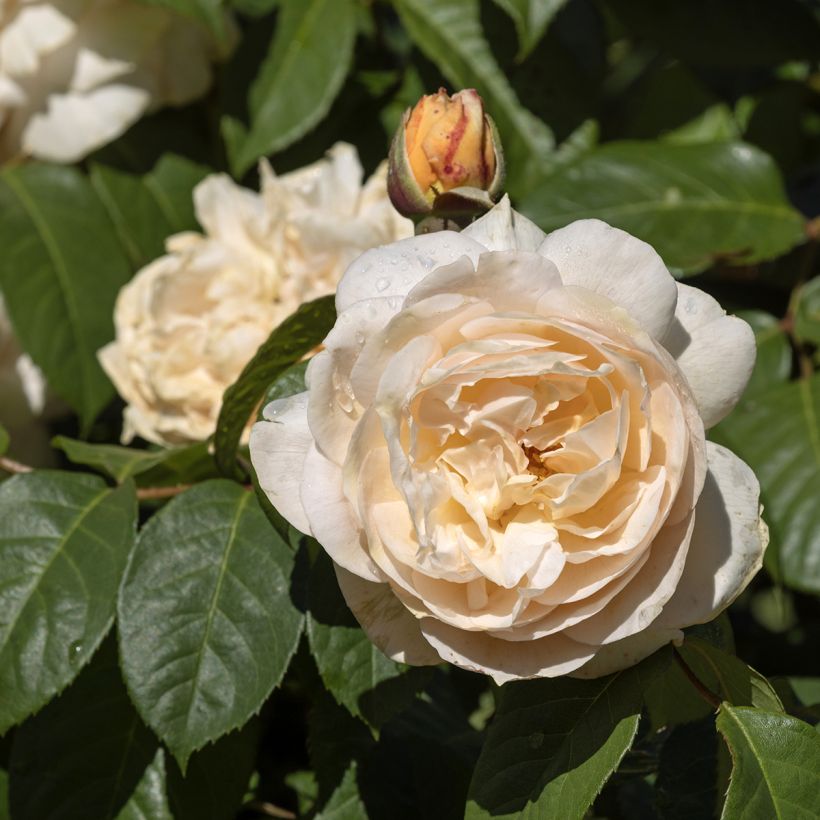 Roseira inglesa Sweet Juliet (Floração)