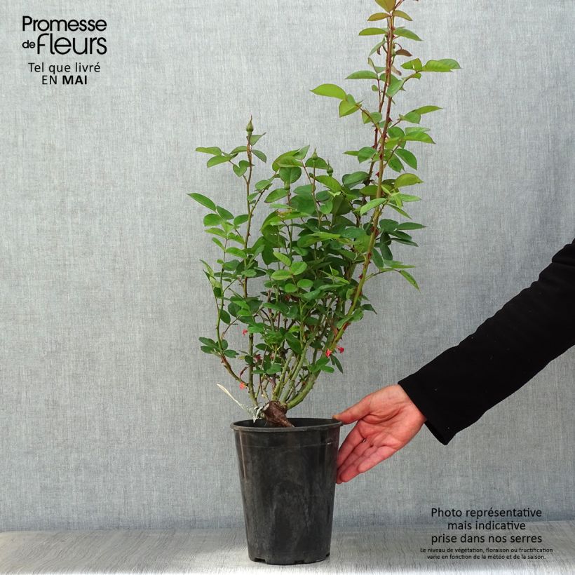 Amostra de Rosier David Austin The Alnwick Rose Vaso de 4 L/5 L tal como entregue na primavera