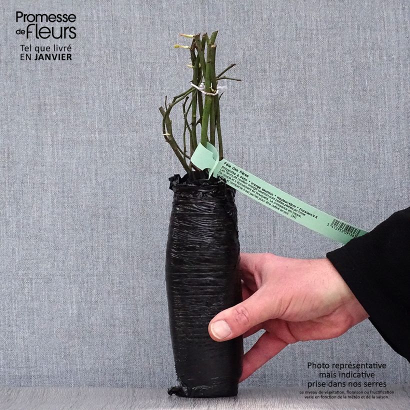 Amostra de Rosier David Austin The Lady Gardener  Raízes nuas em torrão tal como entregue no inverno