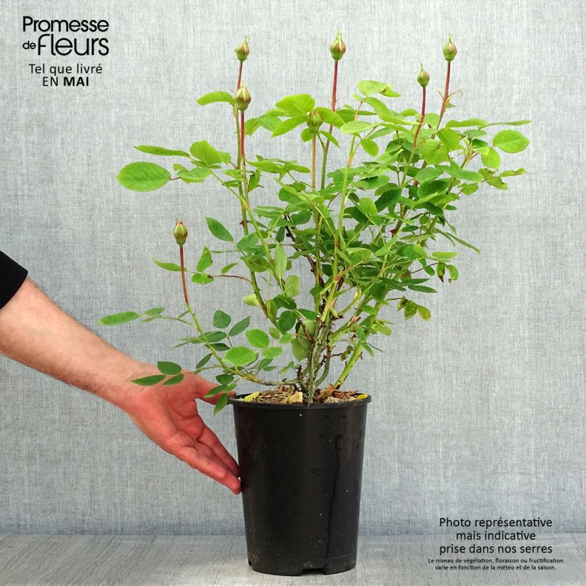 Amostra de Roseira inglesa The Lady Gardener Vaso de 4 L/5 L tal como entregue na primavera