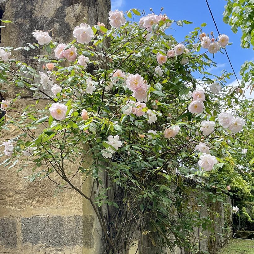 Roseira inglesa The Lady of the Lake (Hábito)