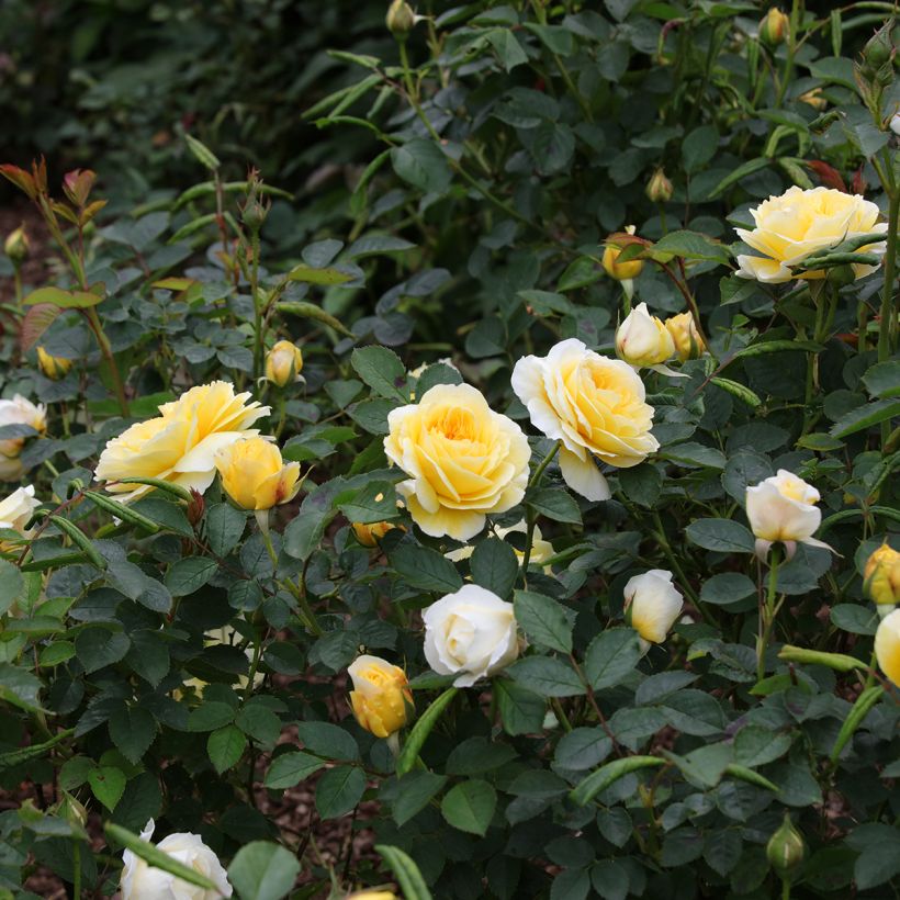 Roseira inglesa The Pilgrim (Hábito)