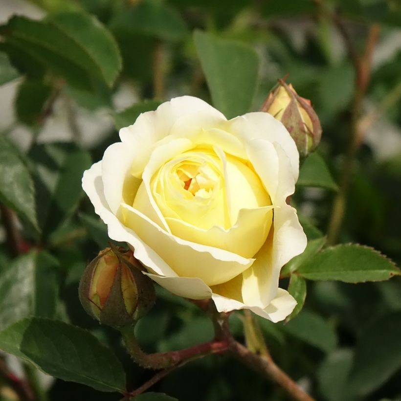 Roseira inglesa The Pilgrim (Floração)
