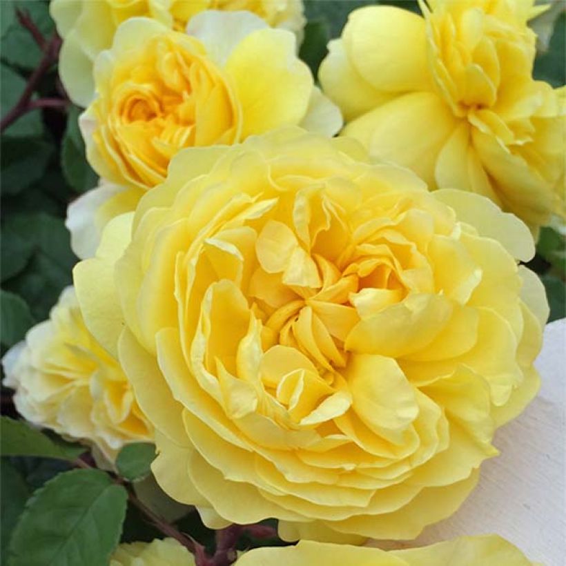 Roseira inglesa The Poet's Wife (Floração)