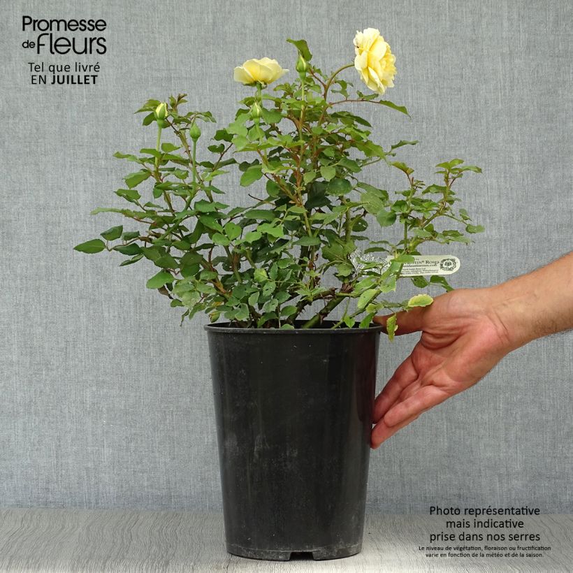 Amostra de Roseira inglesa The Poet's Wife Vaso de 4 L/5 L tal como entregue no verão