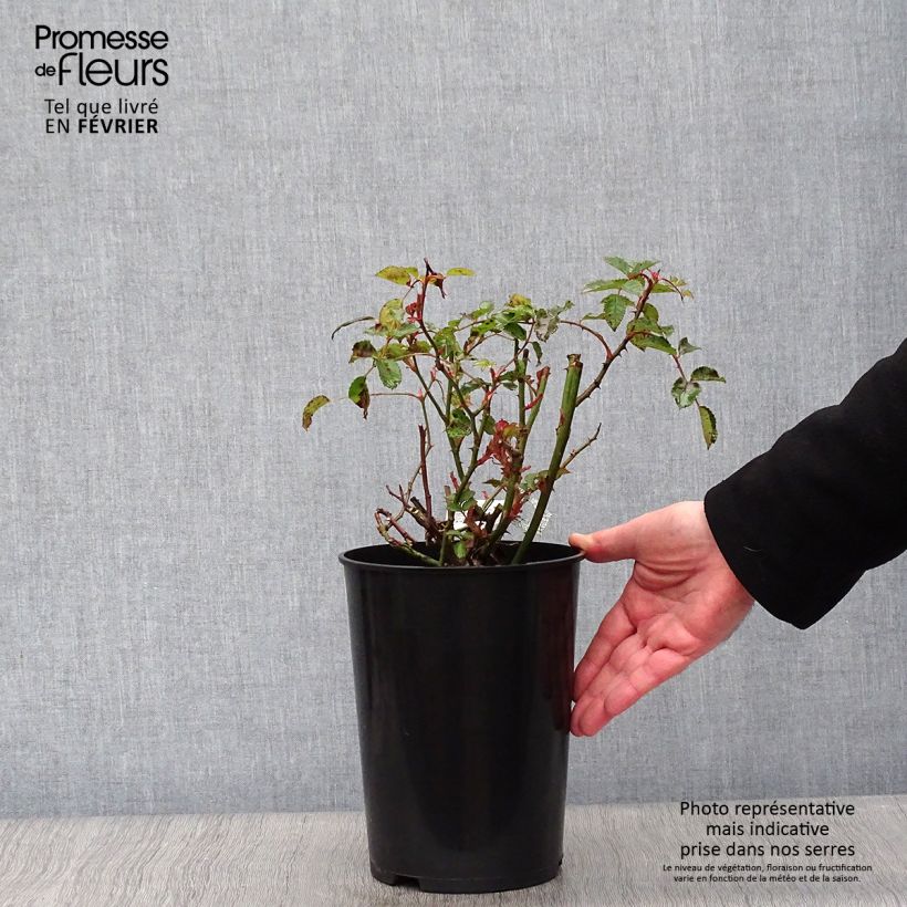 Amostra de Rosier David Austin The Poet's Wife  Vaso de 4 L/5 L tal como entregue no inverno