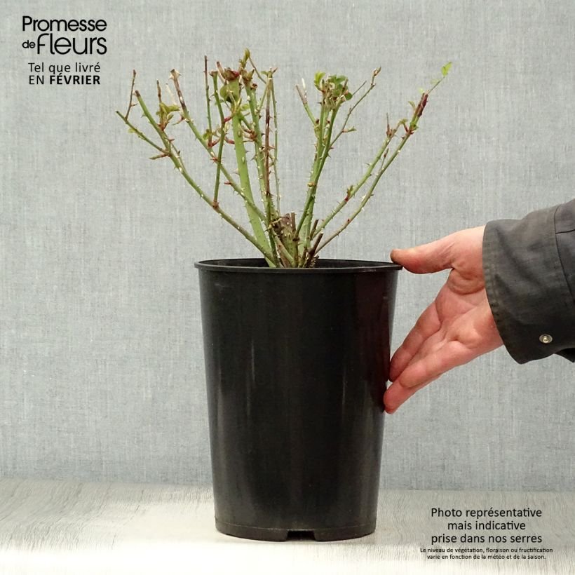 Amostra de Roseira inglesa Thomas à Becket Vaso de 4 L/5 L tal como entregue no inverno