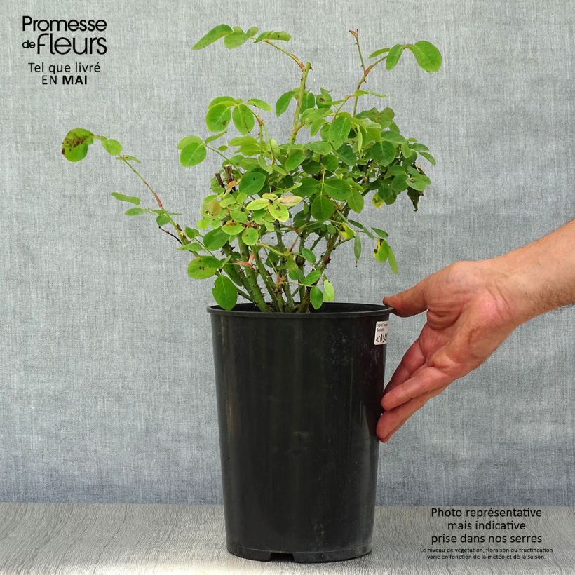 Amostra de Roseira inglesa Thomas à Becket Vaso de 4 L/5 L tal como entregue na primavera