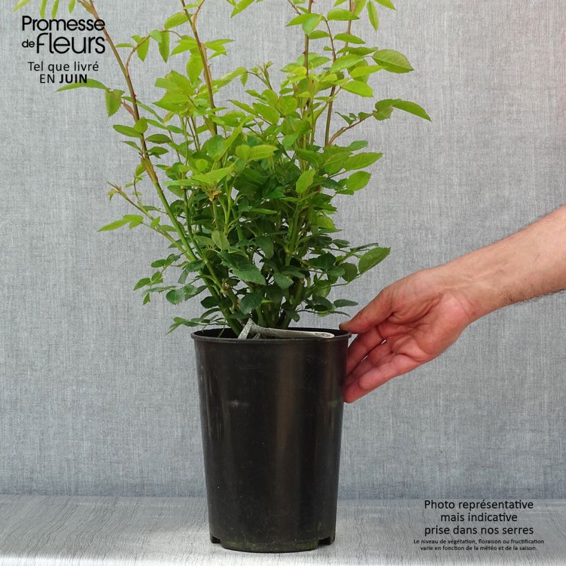 Amostra de Roseira inglesa Tottering-by-Gently Vaso de 4 L/5 L tal como entregue na primavera