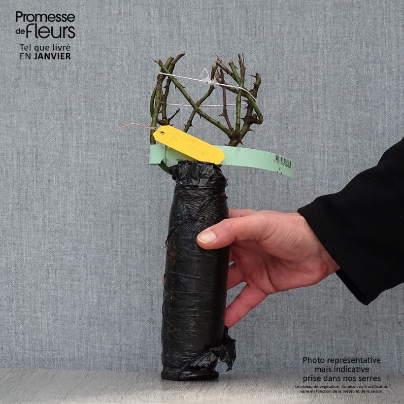 Amostra de Rosier David Austin Tranquillity Raízes nuas em torrão tal como entregue no inverno