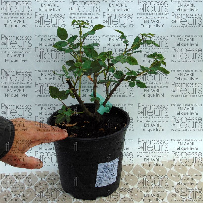 Exemplo de amostra de Rosier David Austin William Morris Vaso de 4 L/5 L tal como entregue