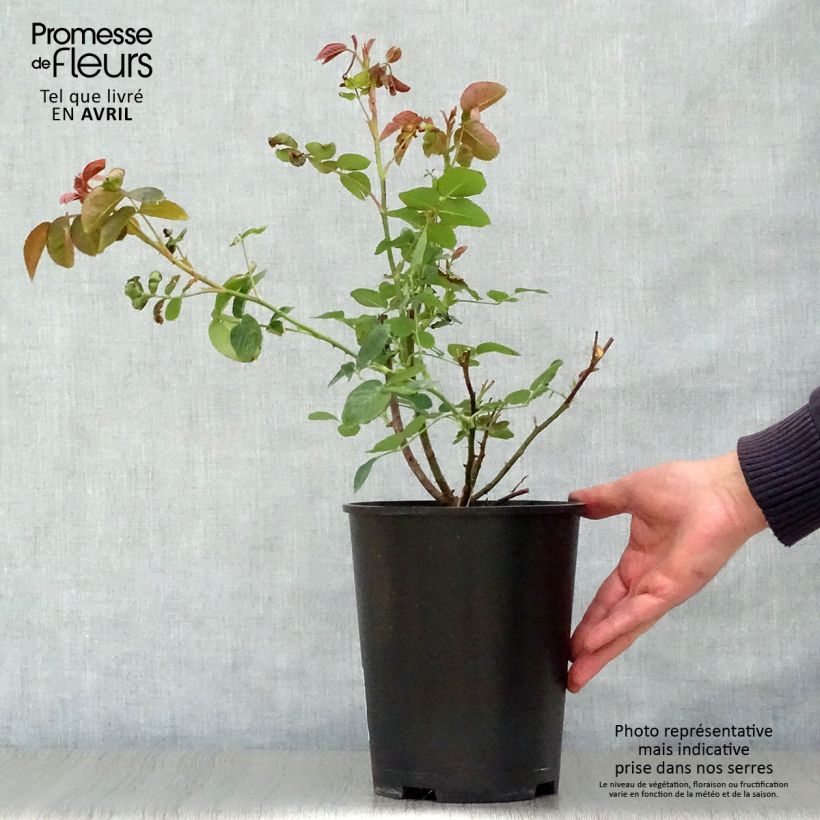 Amostra de Rosier David Austin William Shakespeare 2000 Vaso de 4 L/5 L tal como entregue na primavera