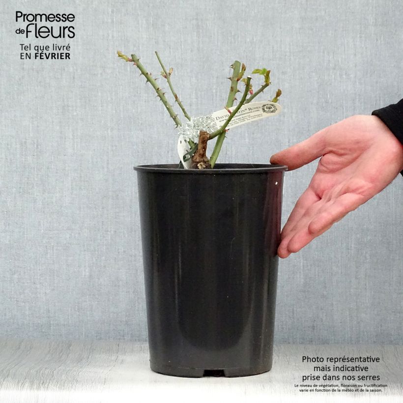 Amostra de Rosier David Austin William and Catherine Vaso de 4 L/5 L tal como entregue no inverno