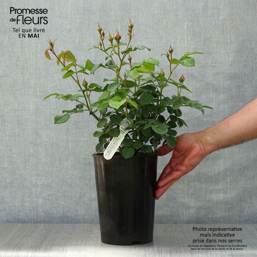 Amostra de Roseira inglesa William and Catherine Vaso de 4 L/5 L tal como entregue na primavera