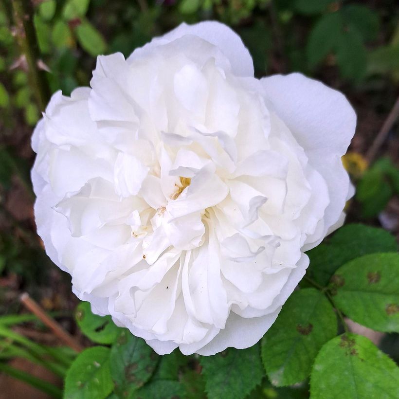 Roseira inglesa Winchester Cathedral (Floração)