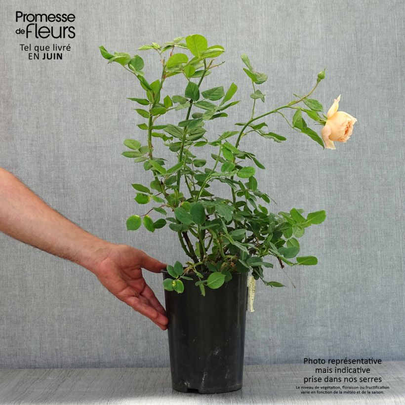 Amostra de Roseira inglesa Wollerton Old Hall - Rosa Vaso de 4 L/5 L tal como entregue na primavera