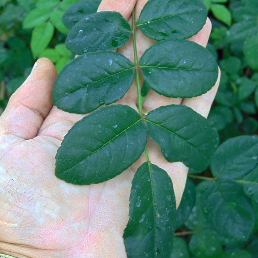 Roseira inglesa Young Lycidas (Folhagem)