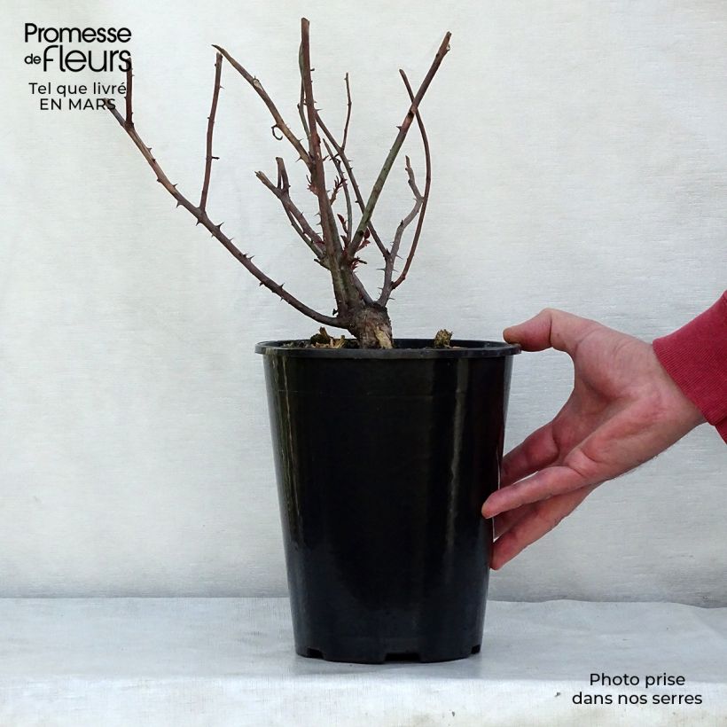 Amostra de Roseira inglesa Young Lycidas - Rosa Vaso de 4 L/5 L tal como entregue no inverno